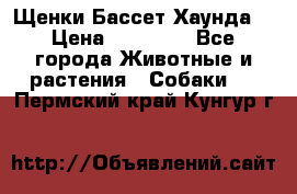 Щенки Бассет Хаунда  › Цена ­ 25 000 - Все города Животные и растения » Собаки   . Пермский край,Кунгур г.